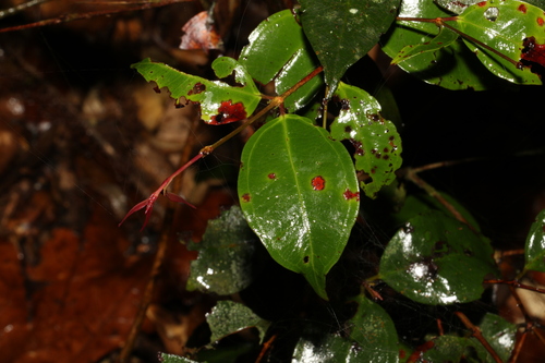 Image of Rhodamnia maideniana by (c) Greg Tasney, some rights reserved (CC BY-SA)
