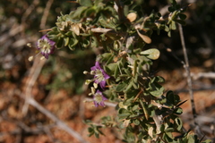 Image of Lycium pilifolium