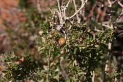 Lycium pilifolium image