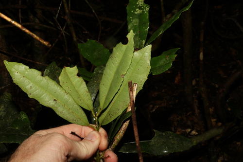 Image of Wilkiea austroqueenslandica by (c) Greg Tasney, some rights reserved (CC BY-SA)