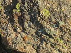 Polycauliona bolacina