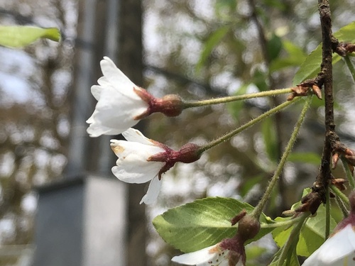 Prunus taiwaniana