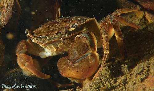 Brush-clawed Shore Crab, Zeeuwse meren, 158_13_400, NL, photo 7 of 10