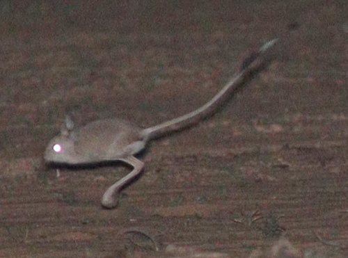 Lesser Egyptian Jerboa