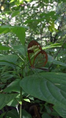 Greta morgane morgane