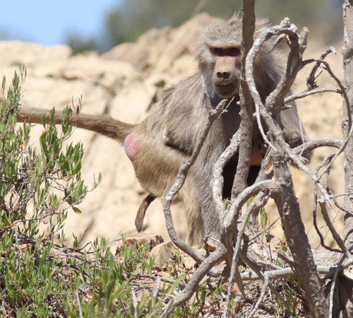 Hamadryas Baboon