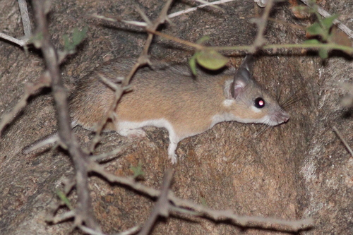 Eastern Spiny Mouse