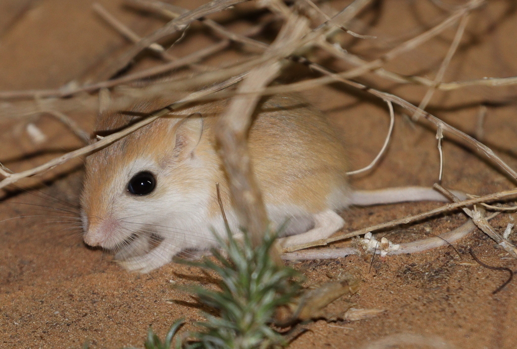 Pygmy Gerbil