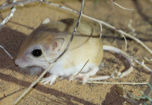 Pygmy Gerbil
