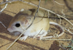Pygmy Gerbil photo 2