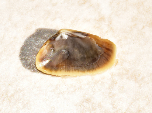 Corneous Wedge Clam
