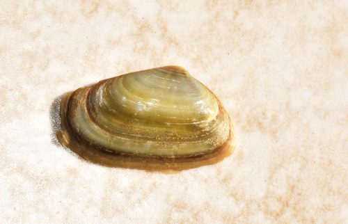 Corneous Wedge Clam