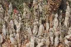 Ceropegia burchardii image