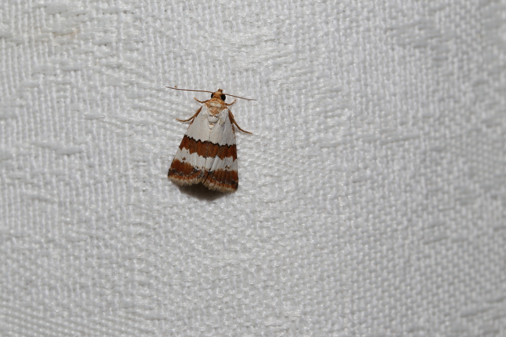Maliattha ritsemae