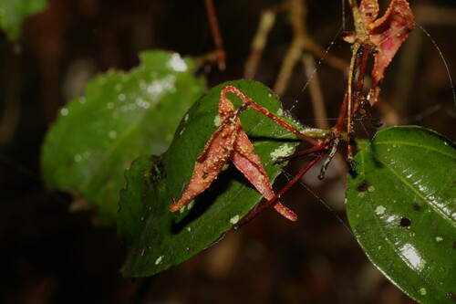 Image of Rhodamnia maideniana by (c) Greg Tasney, some rights reserved (CC BY-SA)