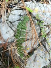 Myriopteris microphylla