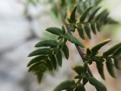 Myriopteris microphylla