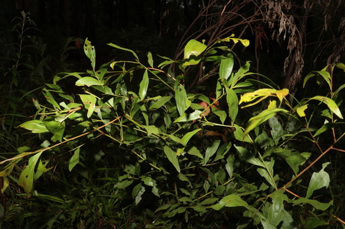 Image of Acacia binervata by (c) Greg Tasney, some rights reserved (CC BY-SA)