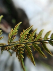 Myriopteris microphylla