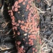 Red Tree Brain Fungus - Photo (c) Jonathan Frank, some rights reserved (CC BY-NC-ND), uploaded by Jonathan Frank