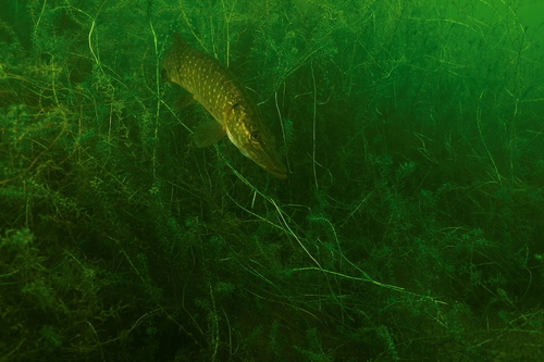 Northern Pike, Raamsdonksveer, Nederland, photo 8 of 10