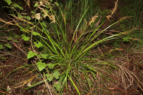 Image of Lepidosperma elatius by (c) Greg Tasney, some rights reserved (CC BY-SA)