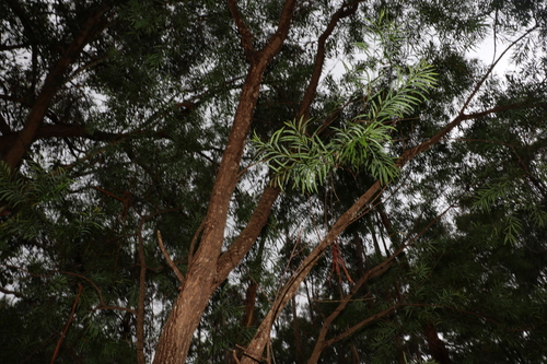 Image of Daviesia arborea by (c) Greg Tasney, some rights reserved (CC BY-SA)