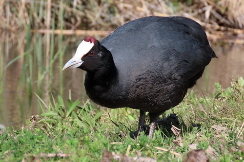 Focha moruna (Fulica cristata)