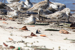 Calidris tenuirostris