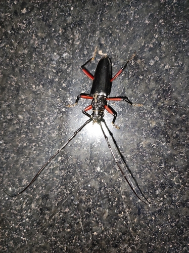 Pseudopachydissus rufofemoralis