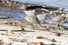 Limosa lapponica baueri