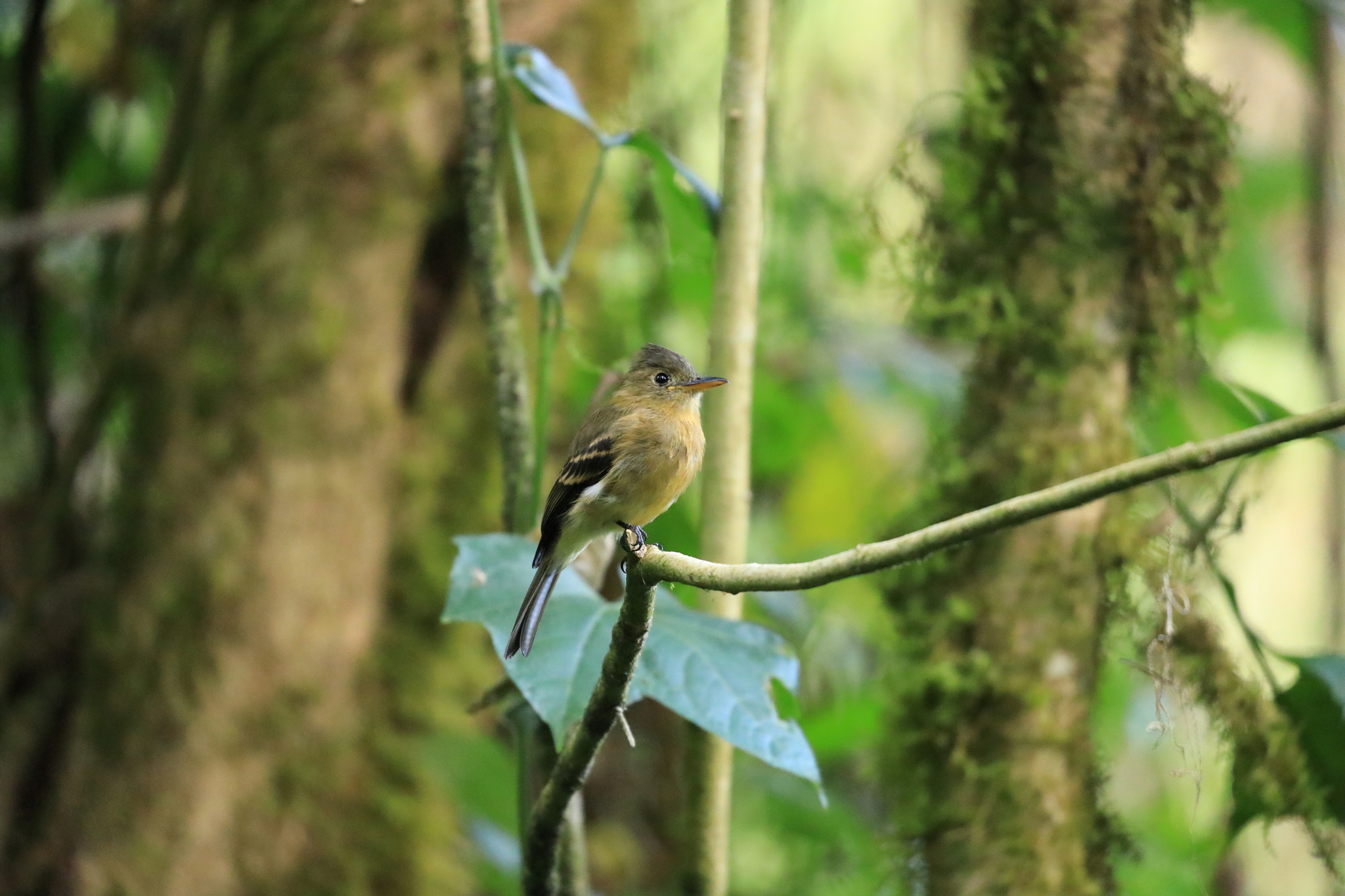 Ochraceous Pewee (Contopus ochraceus), photo 4