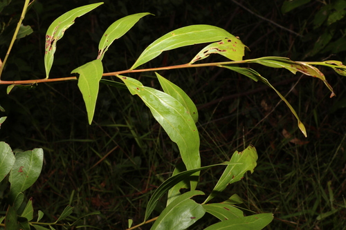 Image of Acacia binervata by (c) Greg Tasney, some rights reserved (CC BY-SA)