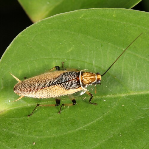 Balta bicolor Hebard, 1943