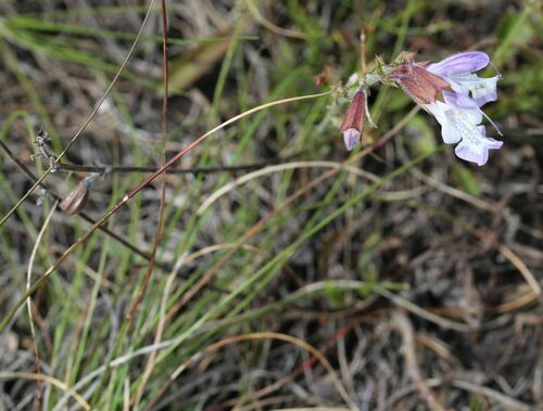 Granite Sage (Salvia granitica)