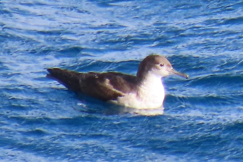 Pardela balear (Puffinus mauretanicus)