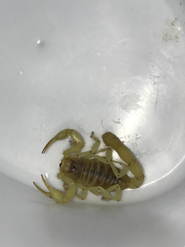 Hadruridae