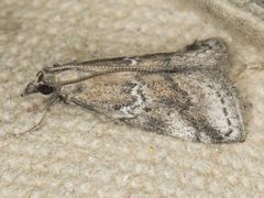 Alpheias transferens