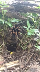 Brachypelma hamorii