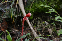 Monotropa coccinea