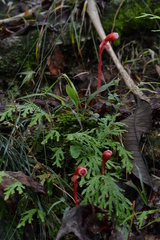 Monotropa coccinea