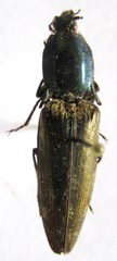 Actenicerus maculipennis