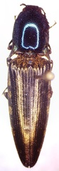 Actenicerus maculipennis