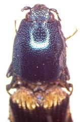 Actenicerus maculipennis