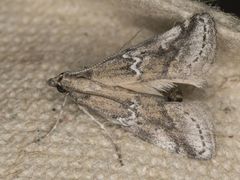 Alpheias transferens