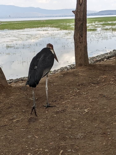 Marabou Stork