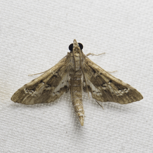 Crocidocnemis pellucidalis