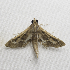 Crocidocnemis pellucidalis