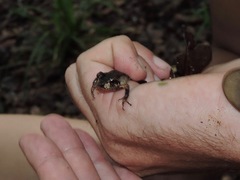 Anura