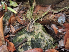 Anura